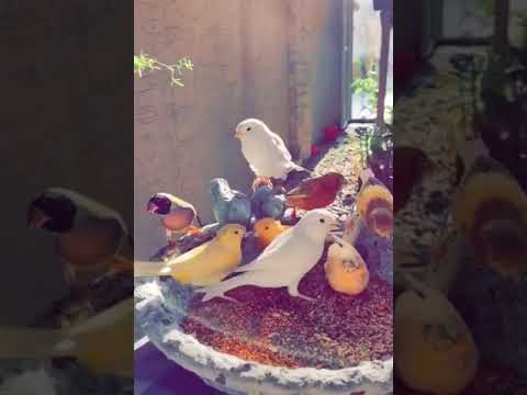 مجموعة طيور كناري على لحن موسيقي روعة 