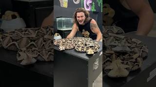 World’s LONGEST FANGS! Gaboon Vipers! #shorts #short #animal #snake