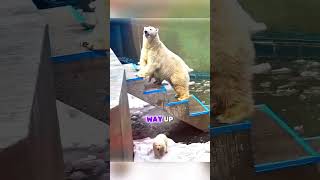 This Polar Bear Cub Kept Falling… What Its Mother Did Next Is Amazing 🥺#viral #shorts