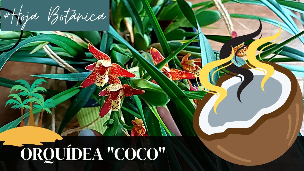 Orquídea COCO!!! - thptnganamst.edu.vn