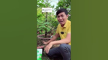 Mới tưới có 4 ngày mà nay mầm ra quá chừng luôn rồi #megarden #maivang #phuchoimaisautet #maisuy