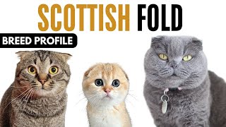 Scottish Fold Cat Breed Profile History - Price - Traits - Scottish Fold  Grooming Needs - Lifespan