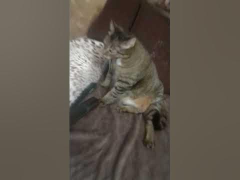 Алиса сасиса - YouTube