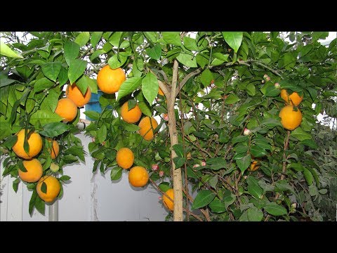 Как сделать зимний сад  Домашняя оранжерея Сергея Маринкова