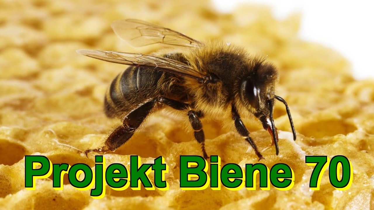 Projekt Biene 70 - Kontrolle Volk2, Wasser auf der Windel