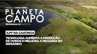 Ilpf Tecnologia Aumenta A Produção De Ovinos No Semiárido Planeta Campo - Ep. 15 Parte 1