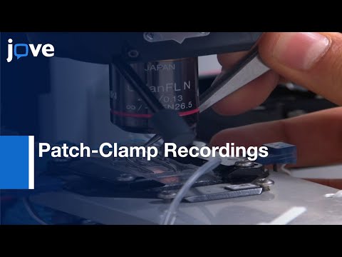 Whole-Cell Patch-Clamp Recordings: Brain Slices - Preview