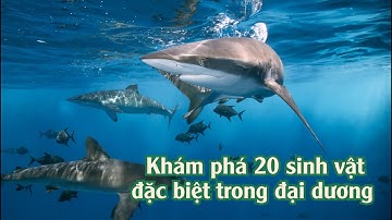Bé khám phá các sinh vật đặc biệt đại dương kỳ thú