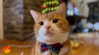 CHRISTMAS cats: Ed and Bobo! by Ed and Bobo 646 views 1 year ago 1 minute, 24 seconds