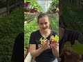 De ce fac butași doar din vârfuri?