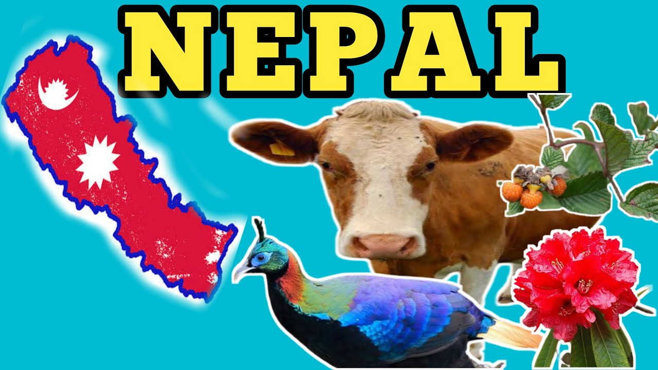 essay about national animal of nepal