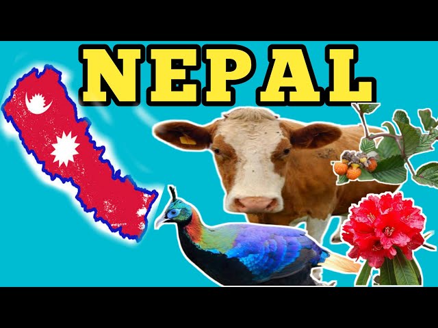 Nepal national animal, bird, flower and fruit | nepal national animal | nepal national bird class=