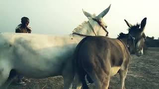 Donkey Try Meeting Completion Date Animals Meeting 2020 HD Donkey Try Meeting Completion Date Animals Meeting 2020 HD