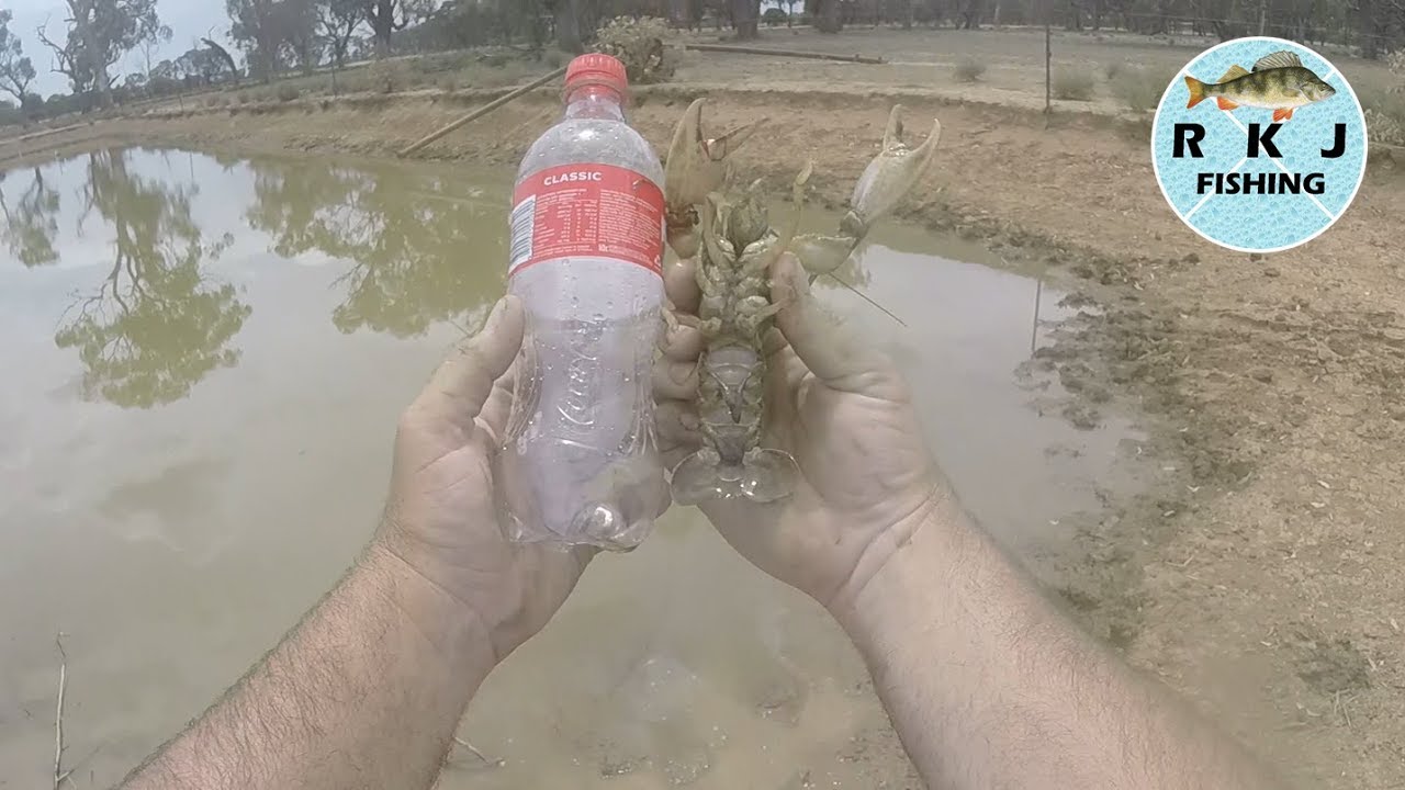 Catching some dam yabbies 