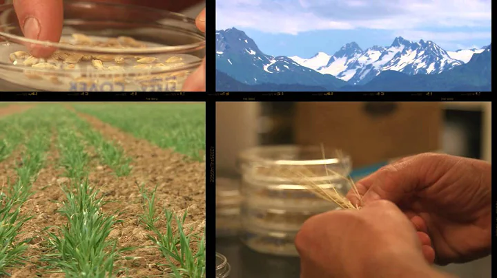 Anheuser-Busch Conserves Water Beginning with Barley