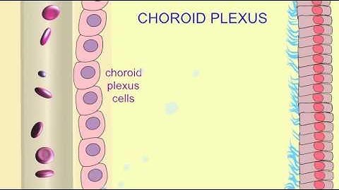 CHOROID PLEXUS
