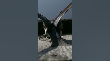 Watch the Masterful Flight of Tree Swallows: Wild Birds Revealed