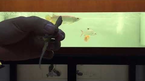 Arowana fish eat Gecko 龍魚吃壁虎 Cá Rồng Ăn Thạch Sùng