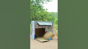amazing creative quail trap using cardboard box #shorts #wildchannel