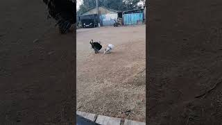 Male Turkey Ready To Mate