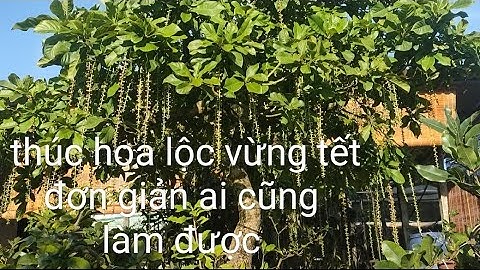 Cách ép lộc vừng ,nở hoa tết, những kỹ Thuật dễ sử dụng ,ai cũng làm được