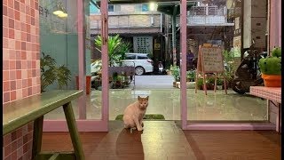 Dailyexpress247|평소처럼 가게 찾아온 '길냥이'에 밥 챙겨준 캣맘은 녀석의 '마지막 인사'를 몰라봤다