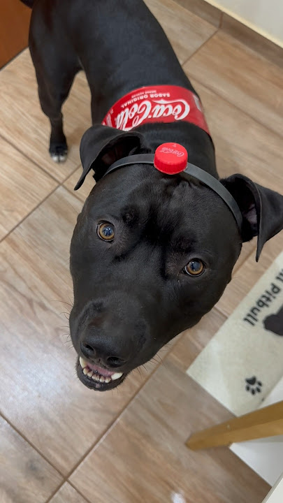 Fantasia de Coca-Cola ❤️ Garrafa PET 😂 o mascote da #cocacola 🖤 #cachorro #pitbull #fantasia #dog