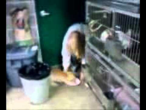 video phone beyonce mp3 Barney The Cat Jumping For Food