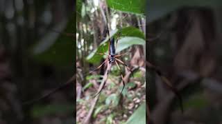 Calm Seychelles Spider. #seychelles #spider #rainforest #travel