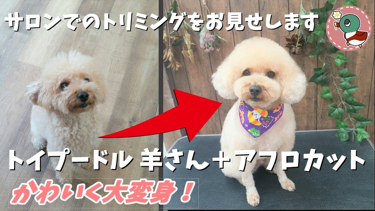 Trimming Movie 01 トイプードルの羊さん アフロカット サロンでのトリミング Toy Poodle Trimming Youtube