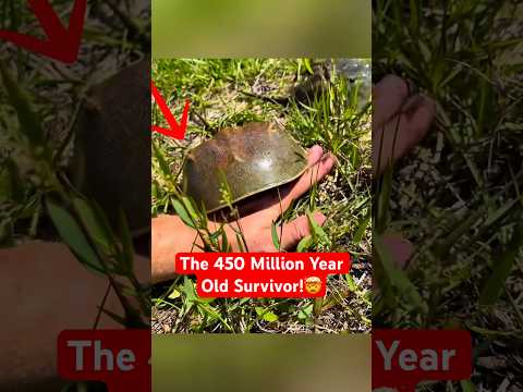 This Crab is 450 MILLION Years Older Than Dinosaurs #LivingFossil #AncientAnimals