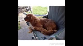 Flipagram - Buddy And Toby