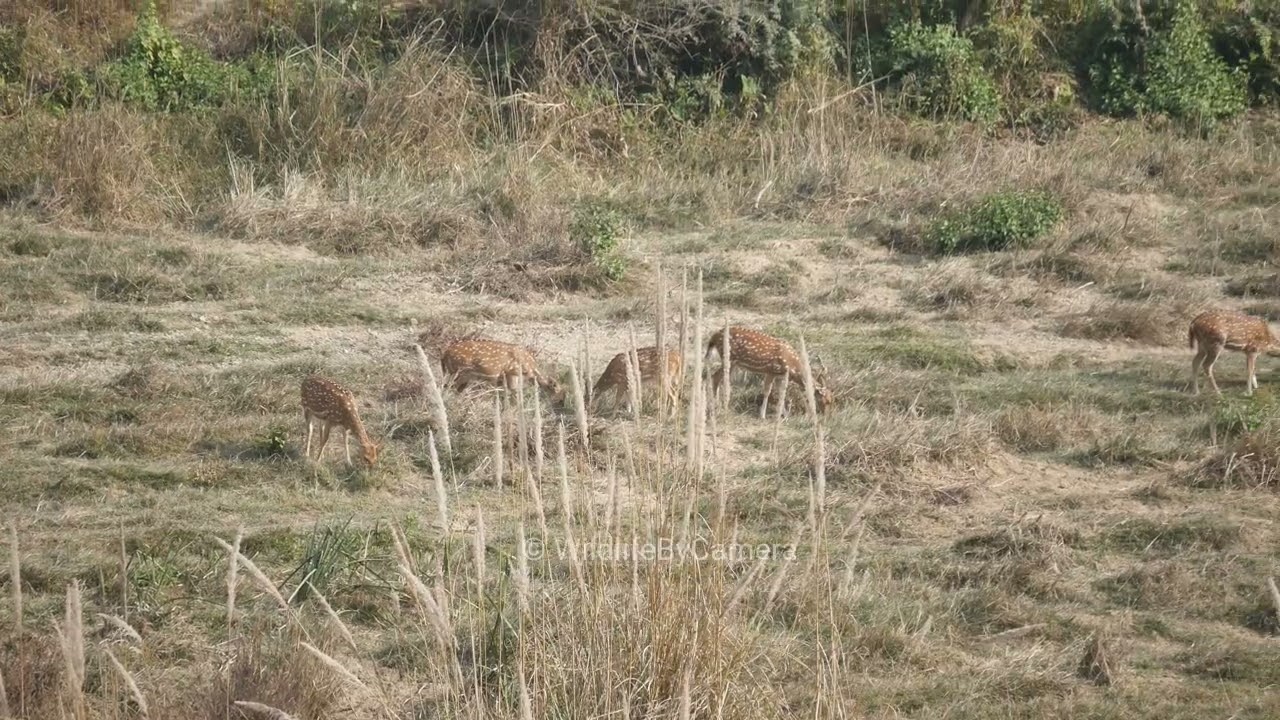Spotted Deer | Ramnagar Jim Corbett National Park Buffer Zone Wildlife By Camera 4k Video In Hindi 