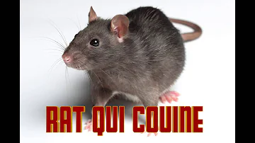 Quel est le cris du rat ?