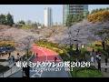20260329東京ミッドタウンの桜2026【４Ｋ】