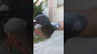 Yaralı Kuş Part 2