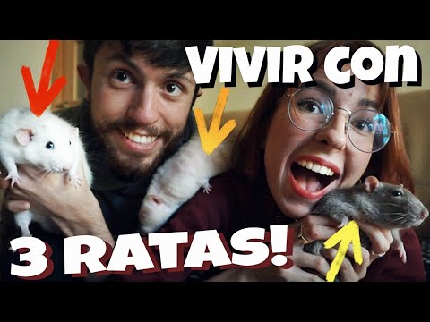Vídeo: Trucs Fàcils D'ensenyar A La Seva Rata Mascota