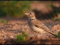 Asian Short Toed Lark 