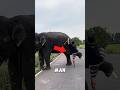 The man just wanted to ride the elephant's back ❤️ #elephant