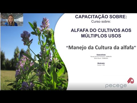 Vídeo: A la planta de cuscuta mostra la màxima fotosíntesi a?