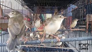 Download Lagu Ombyokan burung PRENJAK KLIK KLIK PRENJAK SAWAH / ciblek padi MP3