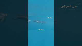 أسرار ذكاء الدلافين: هل تمتلك وعياً ذاتياً كالبشر؟ | وثائقي بين السطور #shorts #حيوانات #animals