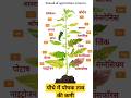 पौधे में पोषक तत्व की कमी के प्रमुख लक्षण | पौधे में न्यूट्रिएंट की कमी के लक्षण |#shorts #viral