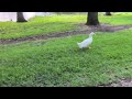 Pekin Duck Runs Top Speed in Grass Past Our Porch! Oviedo, Florida 