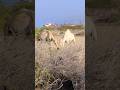Red Sea Offshore Job Back to shore Watching Camels🐫🐫🐫#animals #shortvideo #trending #foryou#viral
