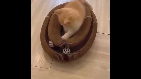 Magic Organ Cat Scratching Board with Toy Bell