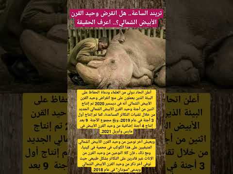 تريند الساعة هل انقرض وحيد القرن الأبيض الشمالي اعرف الحقيقة