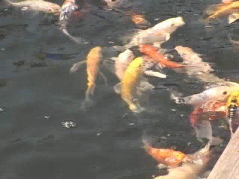 winter pond care youtube
