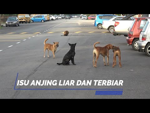 Video: Anjing Liar Dari Kes Perak