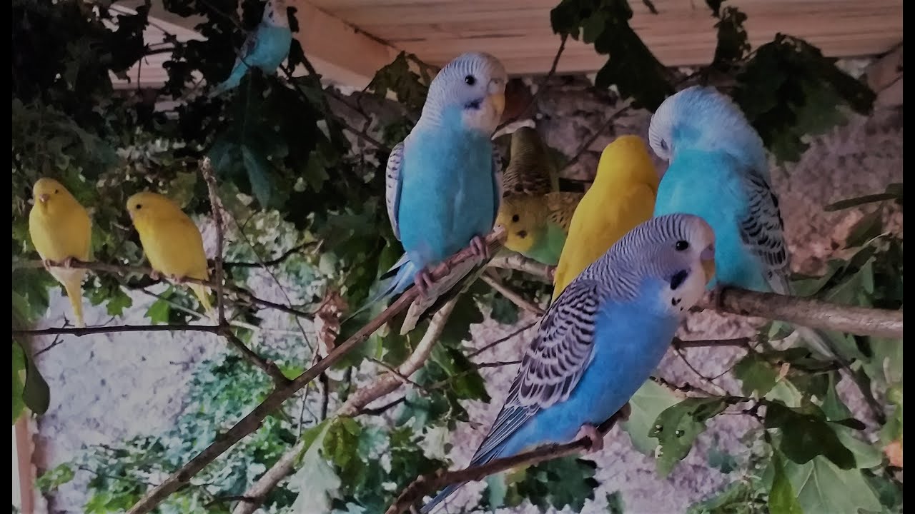 Andulka vlnkovaná - 2.